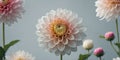 Delicate White Dahlia using a Pink Center. Royalty Free Stock Photo