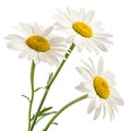 Delicate White Daisies isolated on white background Royalty Free Stock Photo