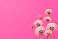 Delicate white dandelions against bright pink background Royalty Free Stock Photo