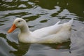 delicate white duck Royalty Free Stock Photo