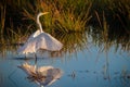 Delicate white egret at dawn Royalty Free Stock Photo