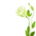 Delicate white Eustoma (Lisiantus) Flower with leaves and buds