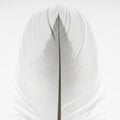Delicate white feather displayed vertically. The Royalty Free Stock Photo