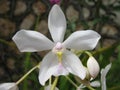 Delicate White Flower