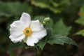 Delicate white flower Anemone Honorine Jobert Royalty Free Stock Photo