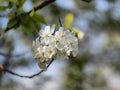 Delicate white flower apple blossoms against light blue spring sky