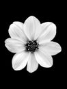 Delicate White Flower on a black background. Royalty Free Stock Photo