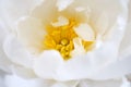Delicate white flower bloom
