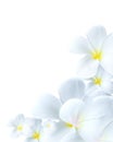 Delicate white flower bloom Royalty Free Stock Photo