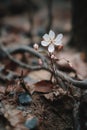 Delicate White Flower Blooming Among Dark Forest Roots Royalty Free Stock Photo