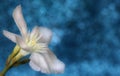 Delicate white flower on a bright blue background Royalty Free Stock Photo