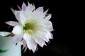 Delicate white flower of a cactus on a dark background