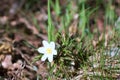Delicate white flower close up in spring Royalty Free Stock Photo