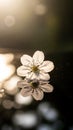 Delicate White Flower Floating on Water Surface at Sunset Royalty Free Stock Photo