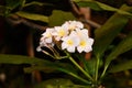 Delicate white flower in the garden