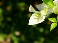 Delicate white flower