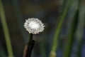 The delicate white flower pipewort