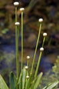 The delicate white flower pipewort