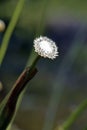 The delicate white flower pipewort