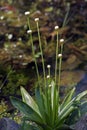 The delicate white flower pipewort