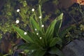 The delicate white flower pipewort