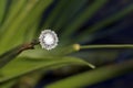 The delicate white flower pipewort