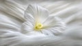 Elegant White Flower on Silky Fabric Royalty Free Stock Photo