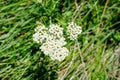 Delicate white flowers of Achillea millefolium, plant commonly known as .yarrow, gordaldo, nosebleed plant, old man`s pepper,