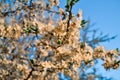 Delicate white flowers of apple tree on branches of blooming spring tree in sunlight against the backdrop of blue sky Royalty Free Stock Photo