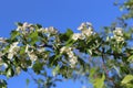 Delicate white flowers bloom on a hawthorn tree in a spring garden Royalty Free Stock Photo