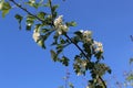 Delicate white flowers bloom on a hawthorn tree in a spring garden Royalty Free Stock Photo