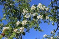 Delicate white flowers bloom on a hawthorn tree in a spring garden Royalty Free Stock Photo