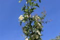 Delicate white flowers bloom on a hawthorn tree in a spring garden Royalty Free Stock Photo