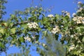 Delicate white flowers bloom on a hawthorn tree in a spring garden Royalty Free Stock Photo