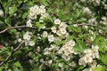 Delicate white flowers bloom on a hawthorn tree in a spring garden Royalty Free Stock Photo