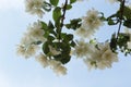 Delicate white flowers bloom on the jasmine bush