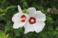 Delicate white flowers and buds on background of foliage