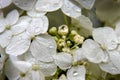 Unrealistic macro shots of living Russian flora Royalty Free Stock Photo