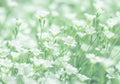 Delicate white flowers of cerastium on a delicate green background. selective soft focus.