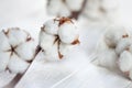 Delicate white flowers of cotton on a wooden Board.