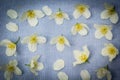 Delicate white flowers on fabric background Royalty Free Stock Photo