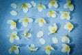 Delicate white flowers on fabric background, close up Royalty Free Stock Photo