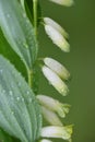 Delicate white flowers hang from a Solomon`s seal or white spice Polygonatum officinale Moench and are covered with water