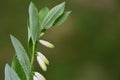 Delicate white flowers hang on a Solomon`s seal or the Weisswurz Polygonatum officinale Moench and are covered with water