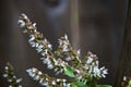 Delicate white flowers of patchouli plant against with copy space