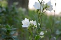 Delicate white flowers of the peach-leaved bellflower in city yard. Campanula persicifolia Alba