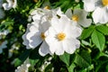 Delicate white flowers of Rosa Canina plant commonly known as dog rose, in full bloom in a spring garden, in direct sunlight, Royalty Free Stock Photo