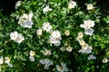 Delicate white flowers of Rosa Canina plant commonly known as dog rose, in full bloom in a spring garden, in direct sunlight, Royalty Free Stock Photo