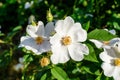 Delicate white flowers of Rosa Canina plant commonly known as dog rose, in full bloom in a spring garden, in direct sunlight, Royalty Free Stock Photo