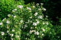 Delicate white flowers of Rosa Canina plant commonly known as dog rose, in full bloom in a spring garden, in direct sunlight, Royalty Free Stock Photo